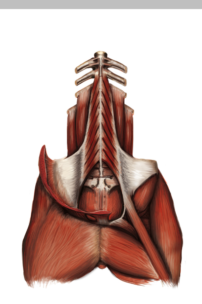 Anatomie animale